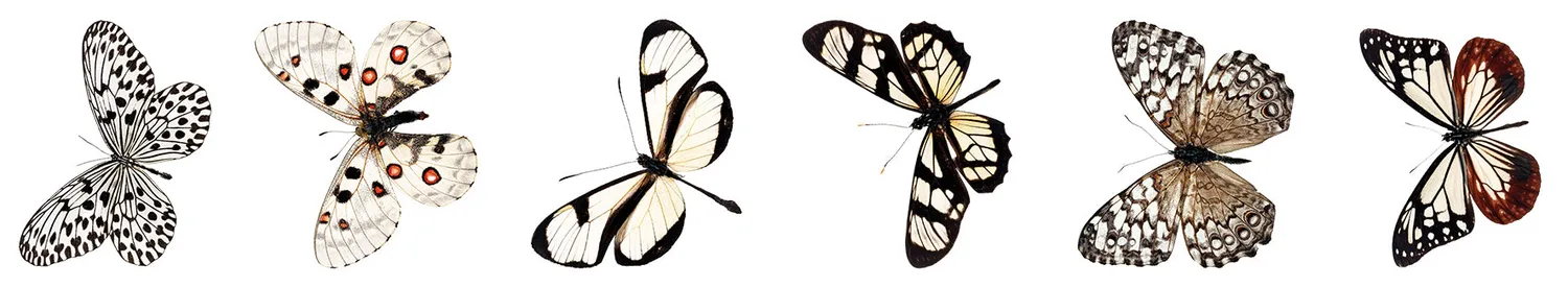 StudioLight Grunge Butterfly Sticker 5 m